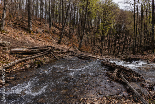 Mountain creek near trees in forest.