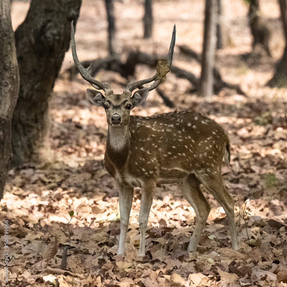 Spotted deer standing in the forest in India, a beautiful male with horns 