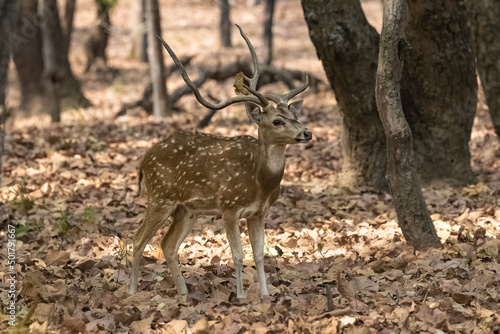 Valokuva Spotted deer standing in the forest in India, a beautiful male with horns