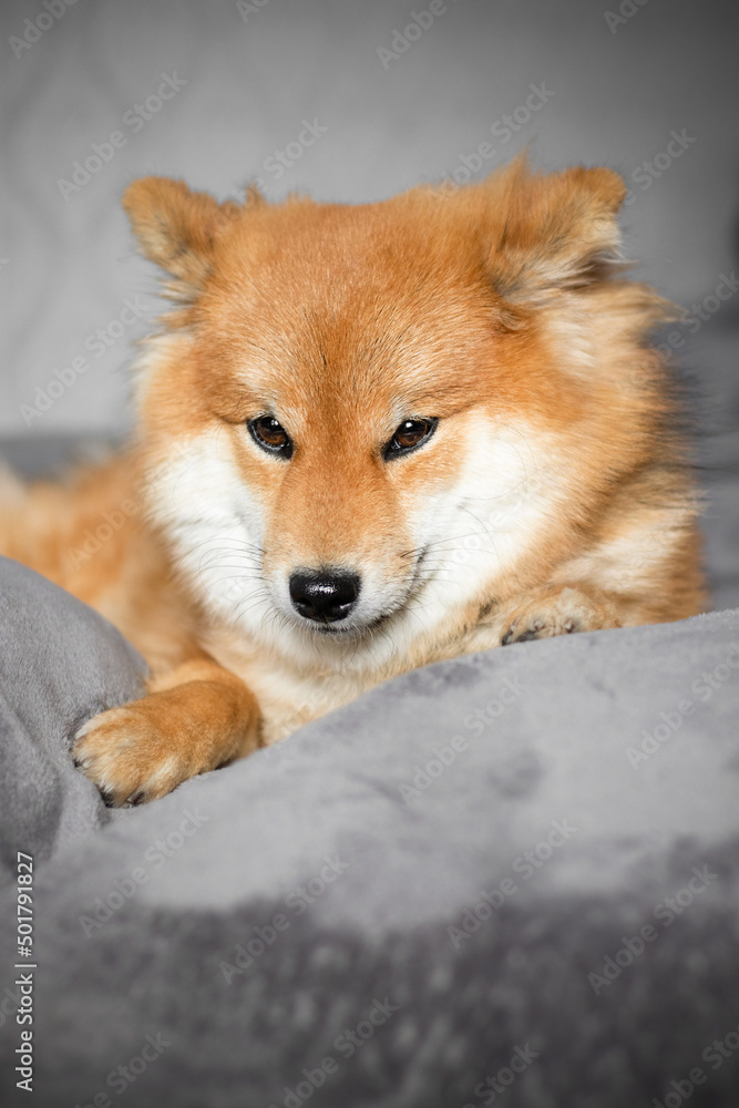 Japanese shiba inu dog lies on the bed and looks. Beautiful red dog.