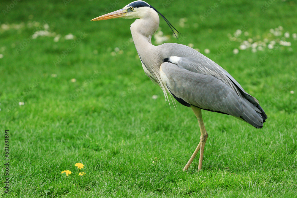 Naklejka premium close up of gray heron in a park