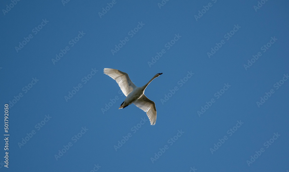 Obraz premium Flying swan