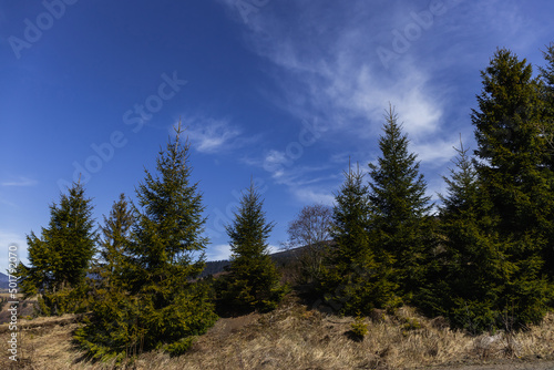 Spruce trees on hill in mountains with blue sky at background.