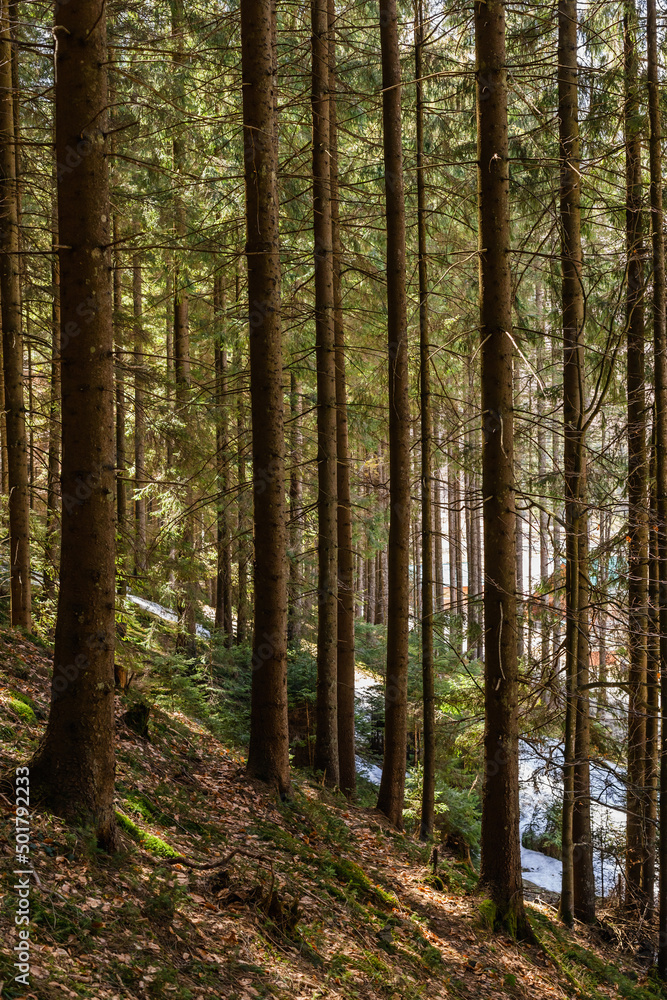 Snow on hill in coniferous forest in spring. Snow on hill in coniferous forest in spring.