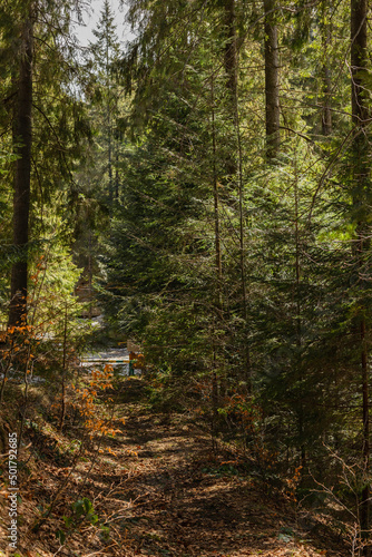 Trail in evergreen forest in spring.