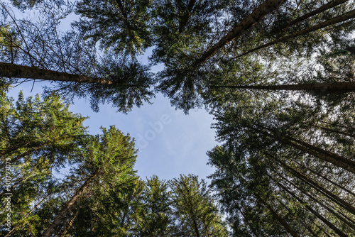 Bottom view of coniferous trees and blue sky.