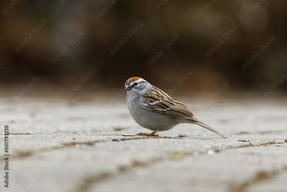 Chipping Sparrow on walkway. Captured in Richmond Hill, Ontario, Canada. Chipping Sparrow on walkway. Captured in Richmond Hill, Ontario, Canada.