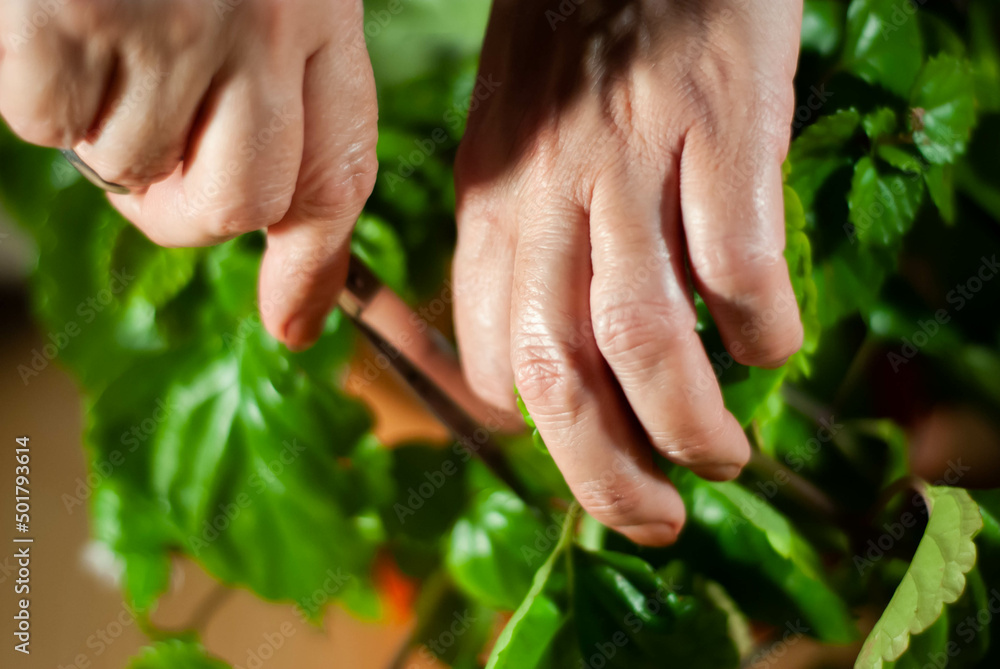 Hands of a woman caring for green plants and white flowers