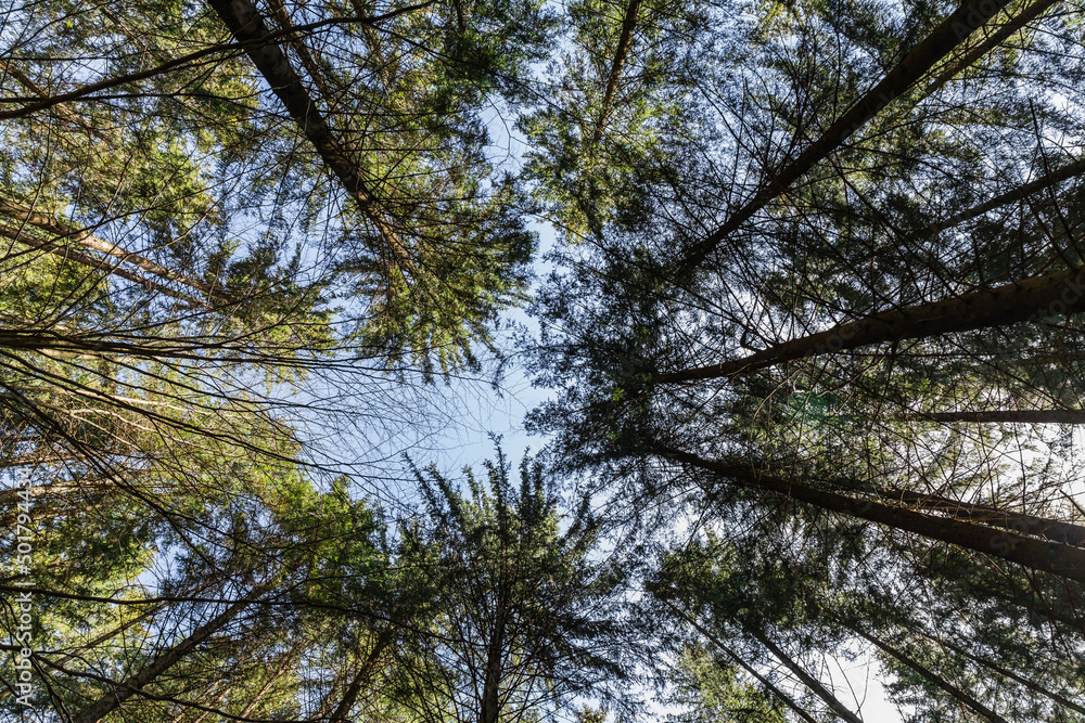 Fototapeta premium Bottom view of trees in forest with blue sky at background.