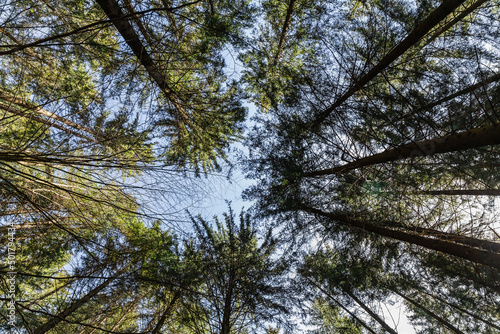 Bottom view of trees in forest with blue sky at background.