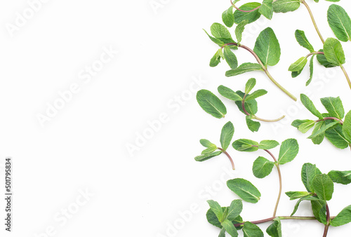 white background with green mint leaves