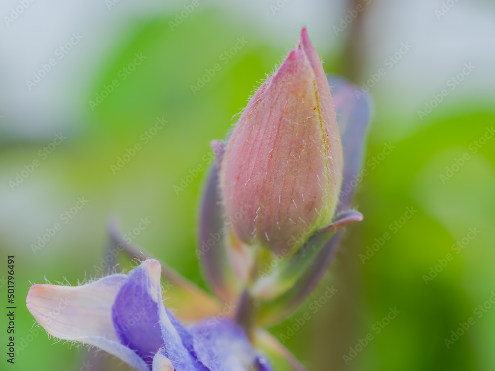 Early spring flowers in the garden. Close up. Early spring flowers in the garden. Close up.