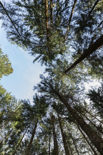 Bottom view of tall pine trees and blue sky.