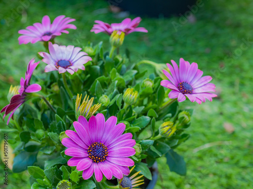 Early spring flowers in the garden. Close up.