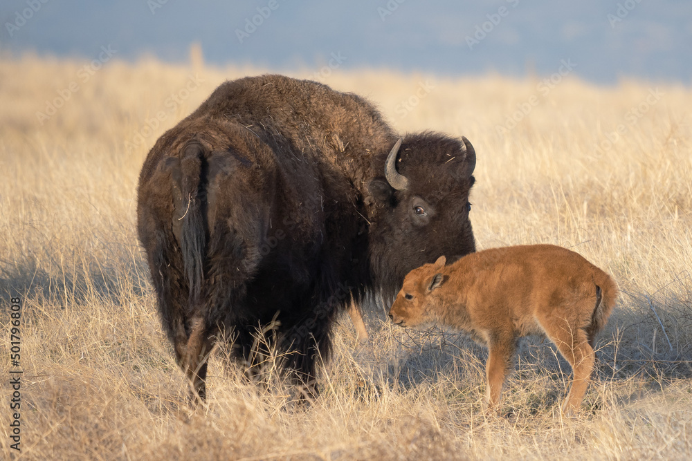 american bison mother and baby happy mother's day american bison mother and baby happy mother's day