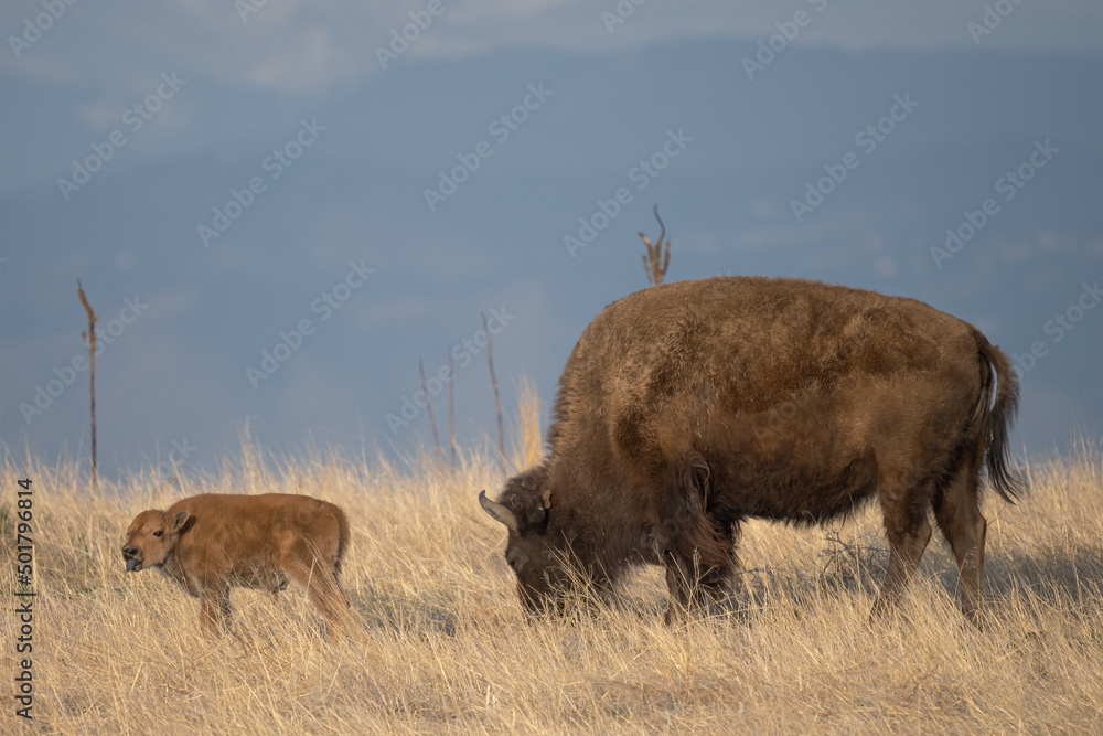 american bison mother and baby happy mother's day american bison mother and baby happy mother's day