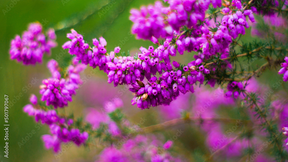 Obraz premium Macro de tiges et de fleurs de bruyère sauvages