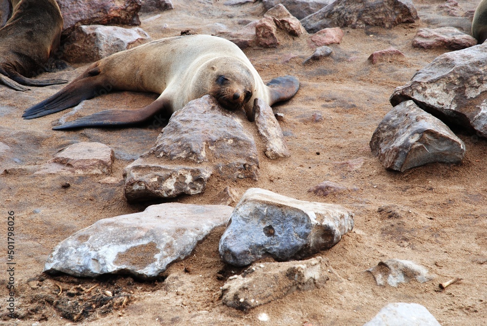 Fototapeta premium Sea Lion 3