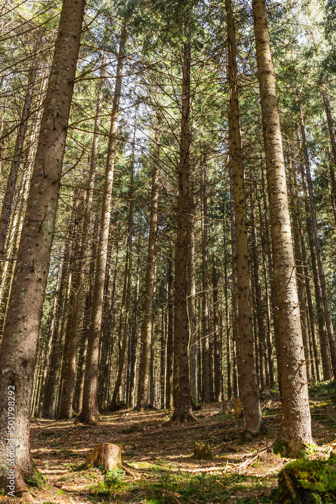 Scenic view of sunlight on glade in coniferous forest. Scenic view of sunlight on glade in coniferous forest.