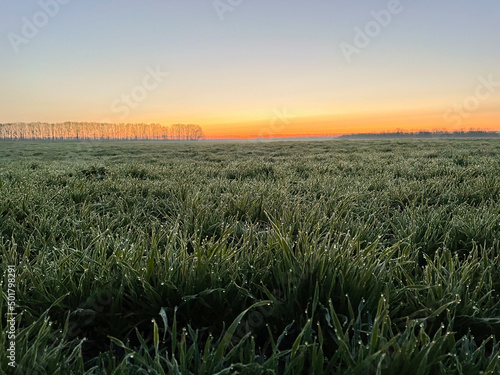 Sunrise on the wheat field with morning dew