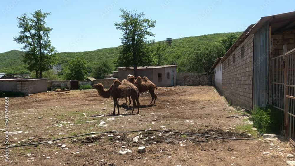 Three Camels are moving towards camera. Three Camels are moving towards camera.