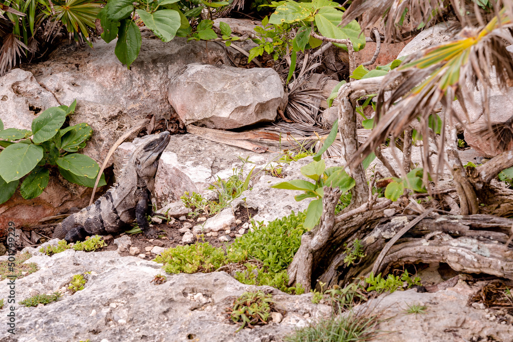 Obraz premium lizard on the rock