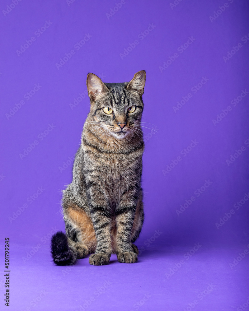 beautiful cat posing for photo beautiful cat posing for photo
