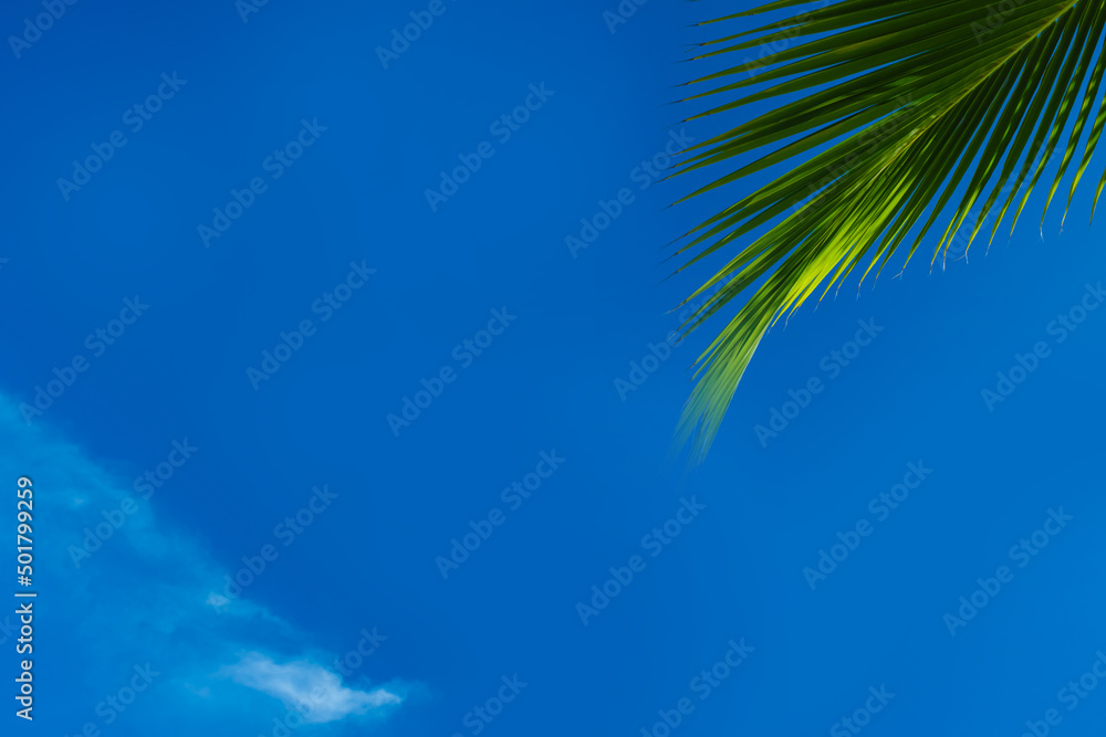 palm tree leaf on the right with blue sky background
