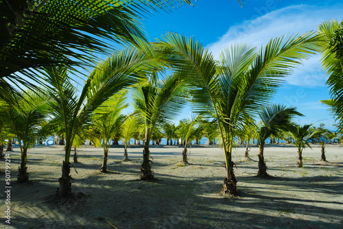 palm trees forest on the beautiful summer beach © Jeaniepie