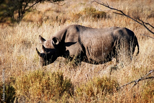 Rhino 30