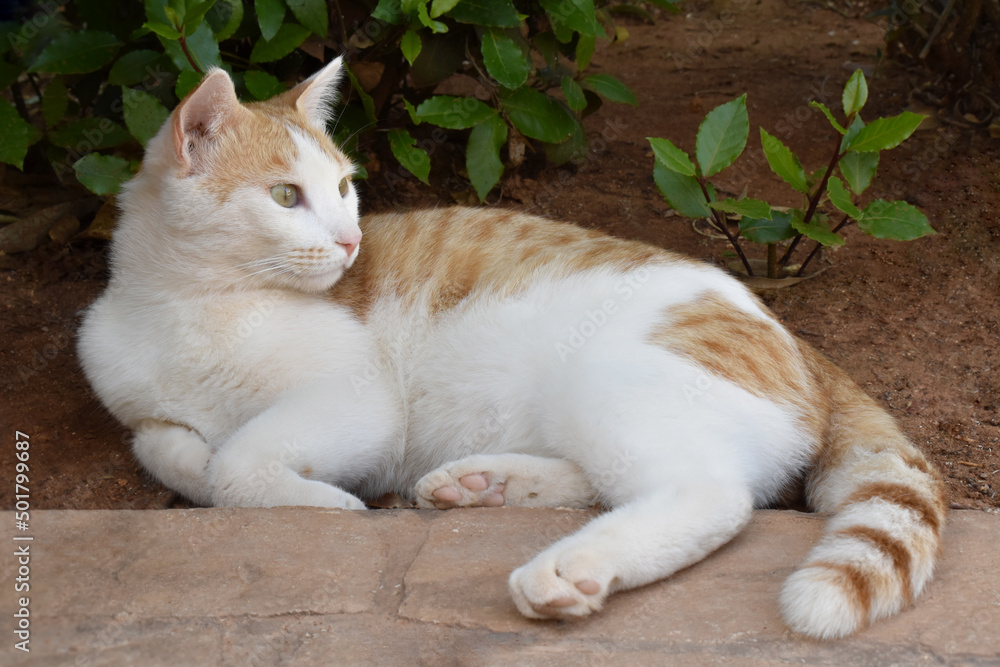 Cat sitting in the garden. Ginger and white cat with a smiling face being happy to sit on the ground in the garden. Cat sitting in the garden. Ginger and white cat with a smiling face being happy to sit on the ground in the garden.