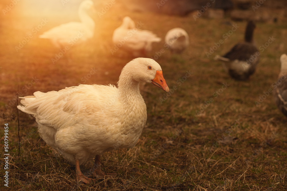 Goose grazing the green grass on animal farm.Spring season. Goose grazing the green grass on animal farm.Spring season.