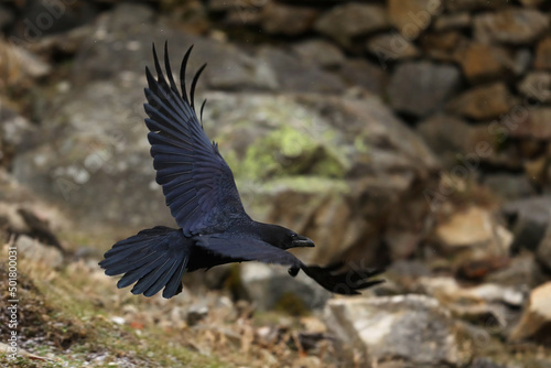 Common Raven - Corvus corax also known as the western raven or northern raven, is a large all-black passerine bird, very intelligent, flying in stone landscape