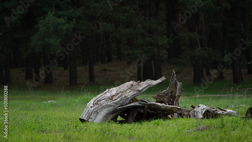 old dry stump on a forest glade