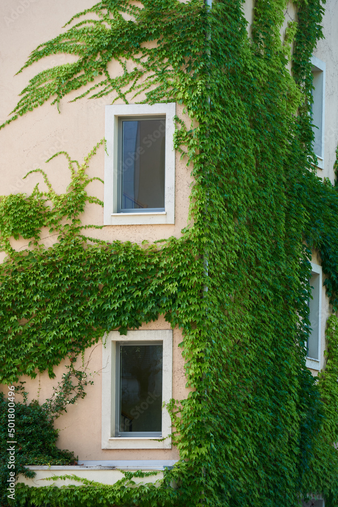 Ivy plant grows on the wall of a residential building