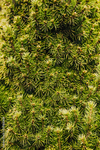 Background, texture of an evergreen perennial plant green spruce conica. Photo of spring nature.