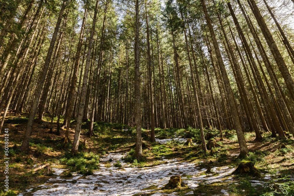 Fototapeta premium Snow on meadow with grass in forest with spruce trees.