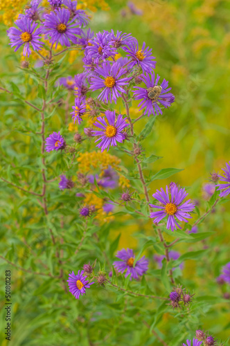 Bee Feeding