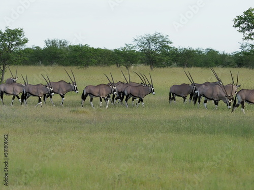 Fototapeta Naklejka Na Ścianę i Meble -  Oryx in Etosha National Park