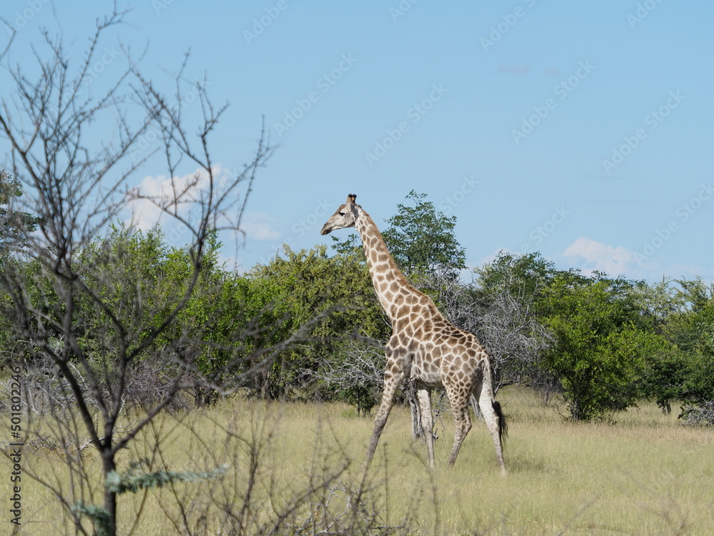 Obraz premium Giraffe in Namibia