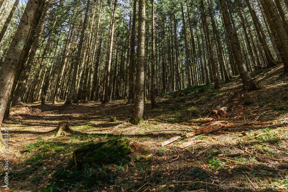 Obraz premium Sunlight on mossy meadow in forest.
