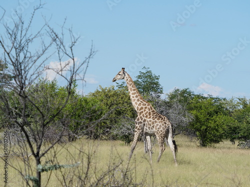 Giraffe in Namibia