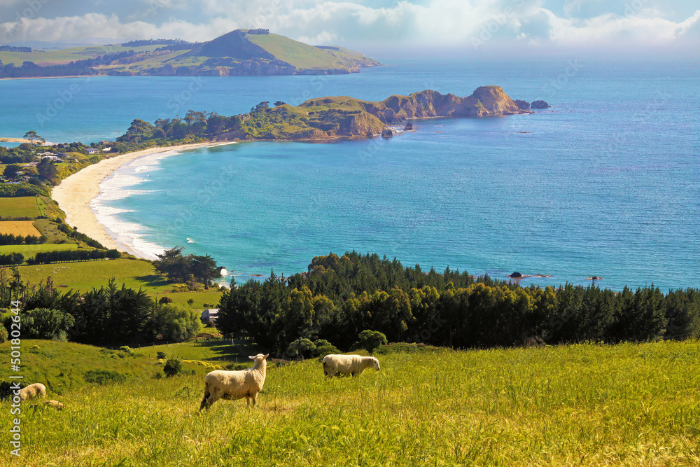 custom made wallpaper toronto digitalBeautiful scenic coastal coast rural landscape of peninsula with green meadow, forest, grazing sheep, white sand beach - Karitane, New Zealand