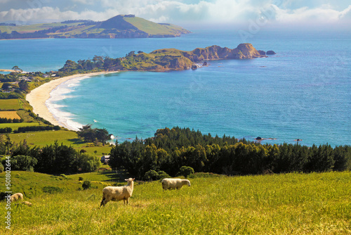 Wallpaper Mural Beautiful scenic coastal coast rural landscape of peninsula with green meadow, forest, grazing sheep, white sand beach - Karitane, New Zealand Torontodigital.ca