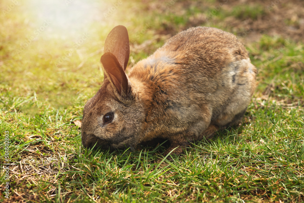 Brown rabbit grazing the grass on animal farm.High quality photo Brown rabbit grazing the grass on animal farm.High quality photo