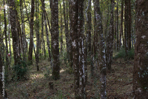 Fototapeta Naklejka Na Ścianę i Meble -  Bosque chileno selva valdiviana forest