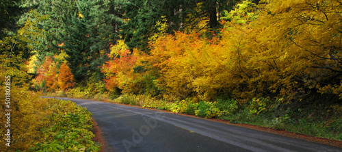 Leaf Peeping Road trip - Gifford Pinchot National Forest - Wa State - Roadside Vine Maple in all its fall red, orange, yellow and green colors photo