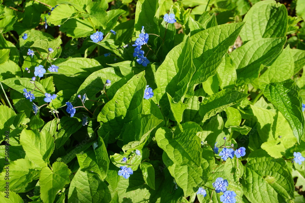 Blauer Enzian zwischen grünen Blättern bei Sonne im Garten im Frühling Blauer Enzian zwischen grünen Blättern bei Sonne im Garten im Frühling