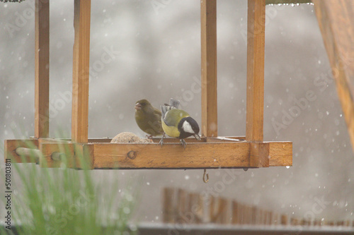 Besucher im Vogelhaus photo