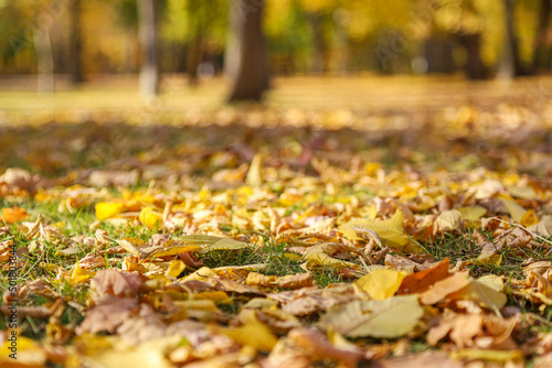 Park in autumn. Ground with grass covered with yellow and orange dead leaves. Background photo with selective focus